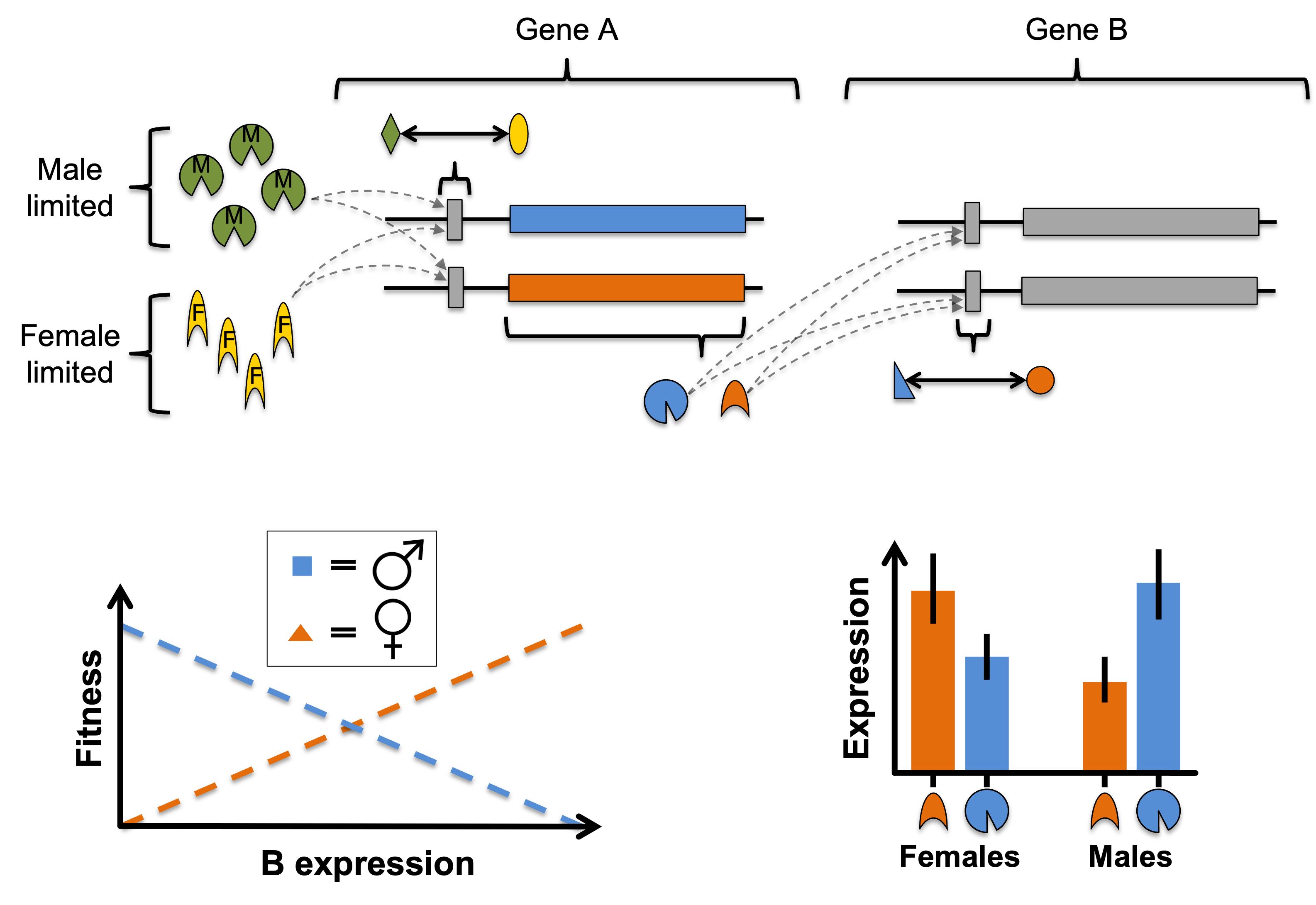 Biophys model