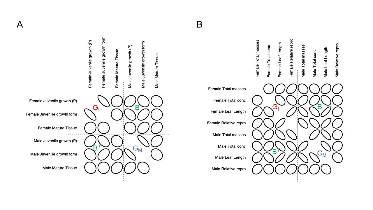 New paper on sex-specific G matrices in a moss