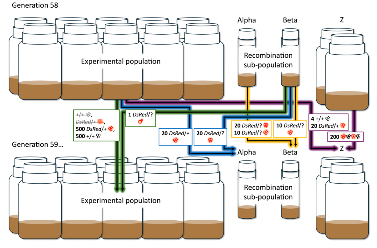 Experimental evolution