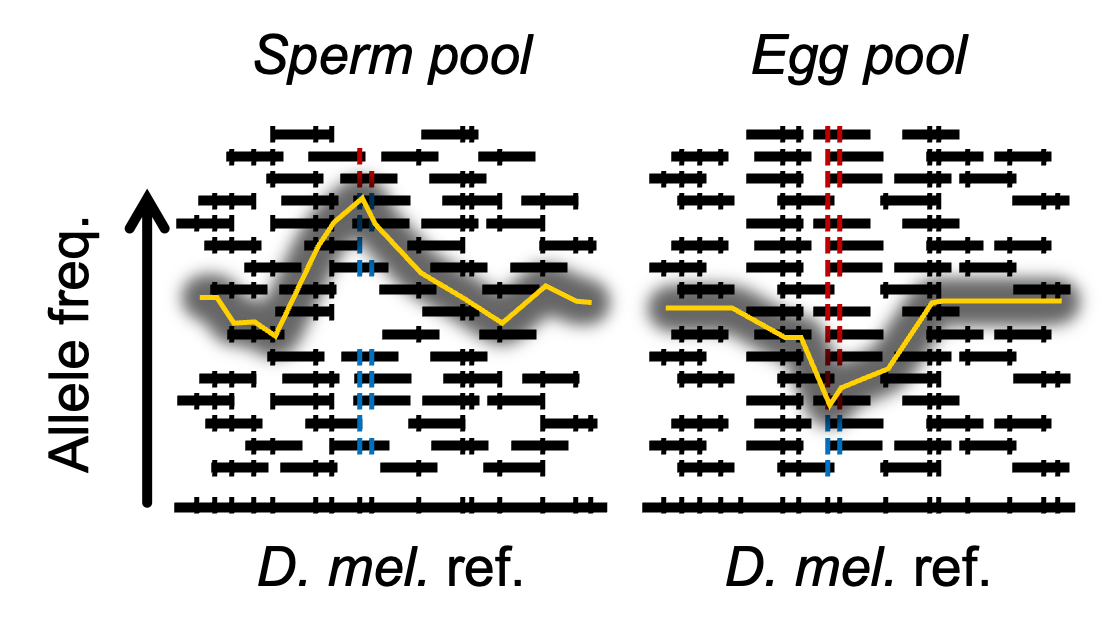 Reproductive Fst